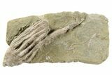 Fossil Crinoid (Macrocrinus) - Crawfordsville, Indiana #262480-1